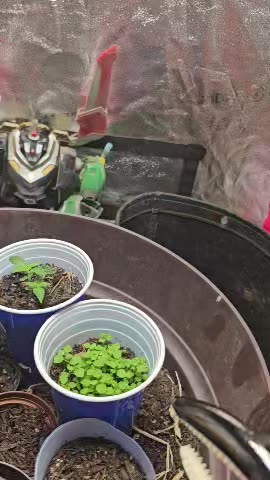 Shark the Capo weed feind breaks into the weed tent and plunders my bong