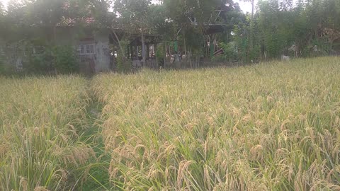 rice harvesting process