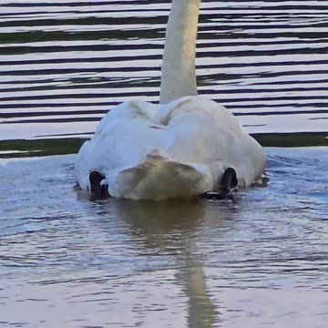 Swans in close-up in a river / Beautiful water birds in the water.
