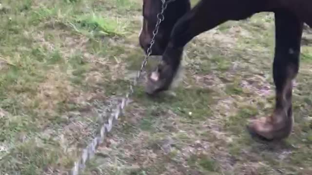 Horse on a walk