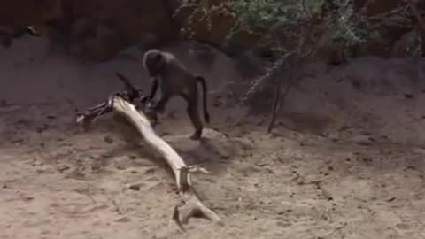 Funny animal drunk