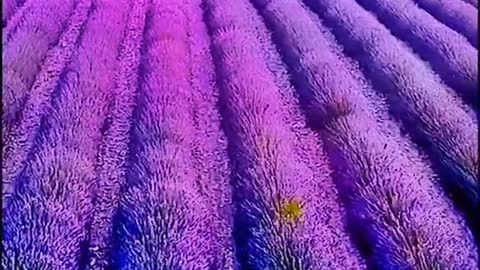 Romantic flower sea, walk through thousands of flowers, Provence lavender manor