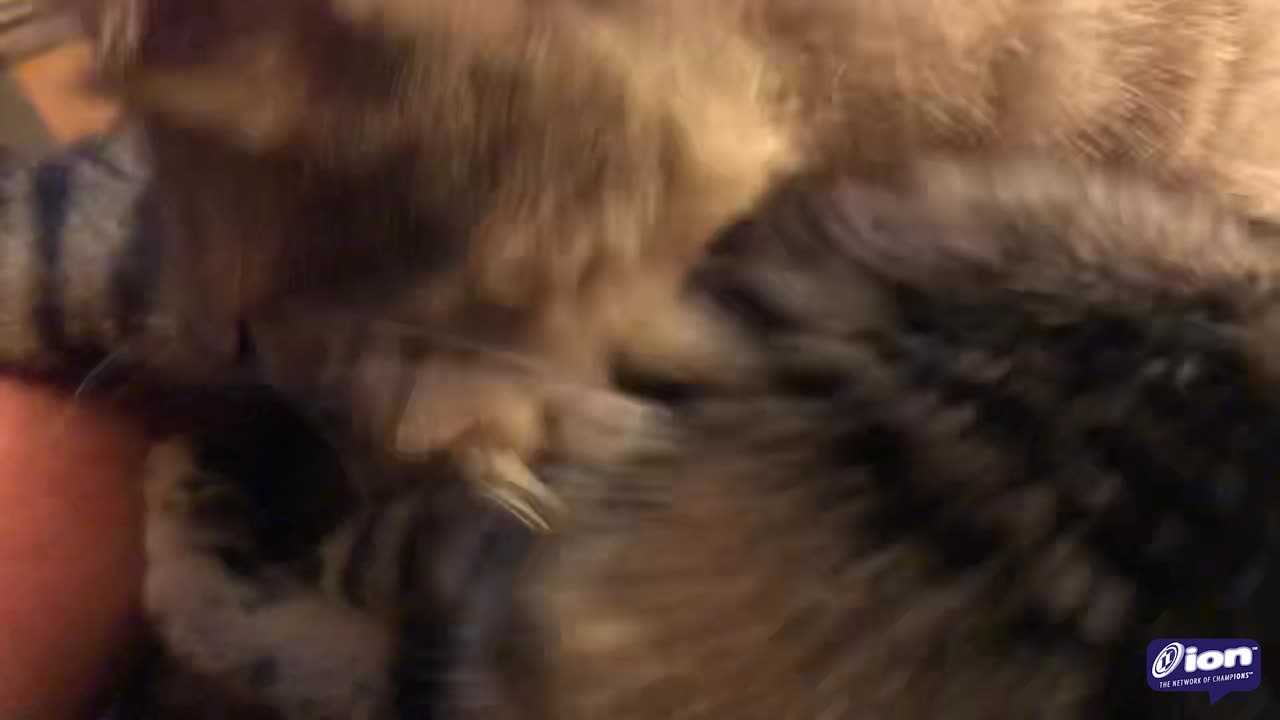 Bonzai & Luau Episode 1 | Meowk-Out Session