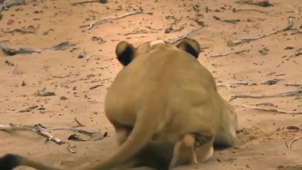 Lion vs Giraffe Epic Fight