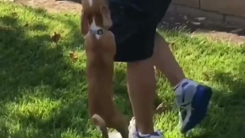 Brown dog hangs from pink frisbee