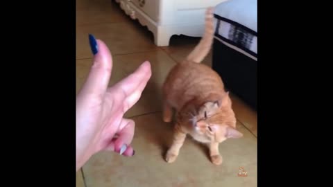 Funniest Animals - Best Of The 2021 Funny Animal Videos #7