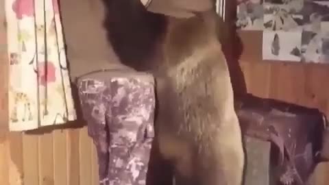 THE BEAR IS MAN'S BEST FRIEND - ROFL