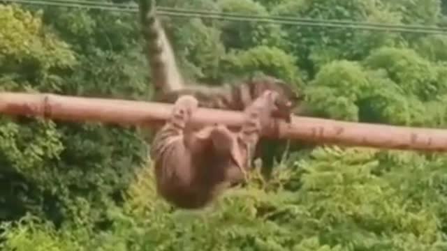 Smart animal