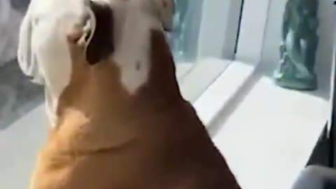 Dog sleep 😁😃😃#shorts #funnyvideo #viral