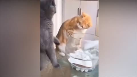 Best Cute And Funny Animals Compilation