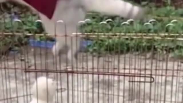 The Cat Jumped So High That The Cage Was Still On Its Feet