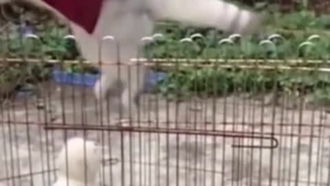 The Cat Jumped So High That The Cage Was Still On Its Feet