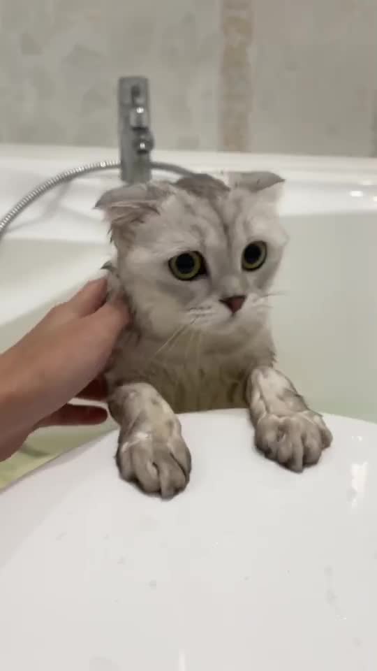 Beautiful cat bathing videos