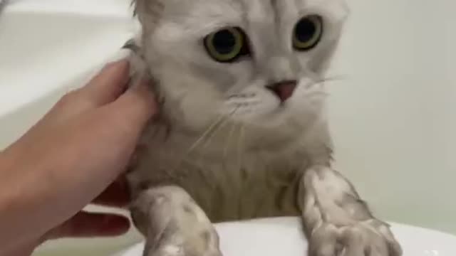 Beautiful cat bathing videos