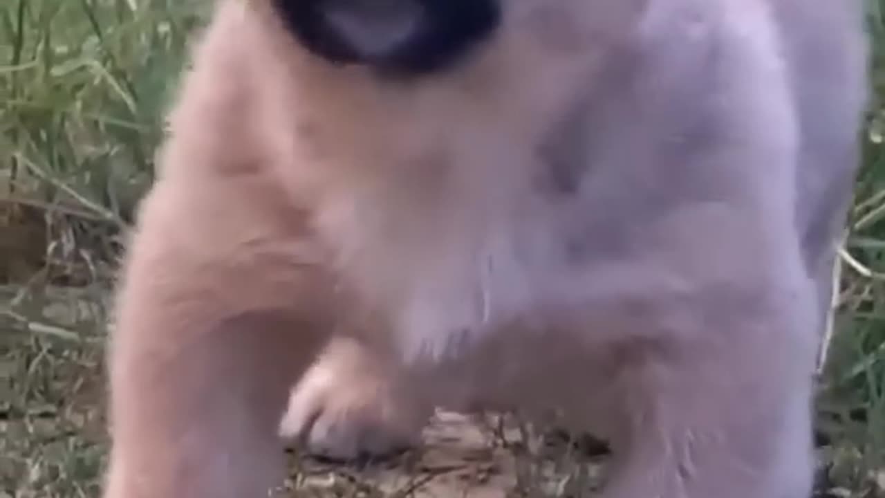 cute puppy barking #cutepuppy