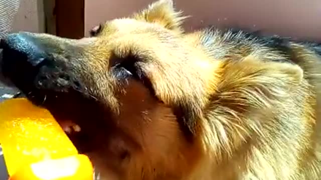 German Shepherd dog enjoying ice cream candy in summer