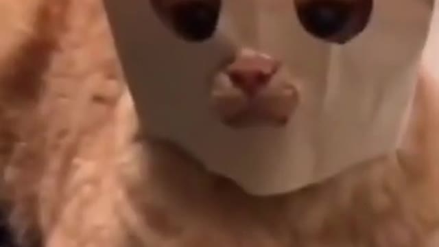 Funny Dogs and Cats