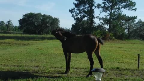 Murdock The Wild Mustang. Day 3 in his paddock.