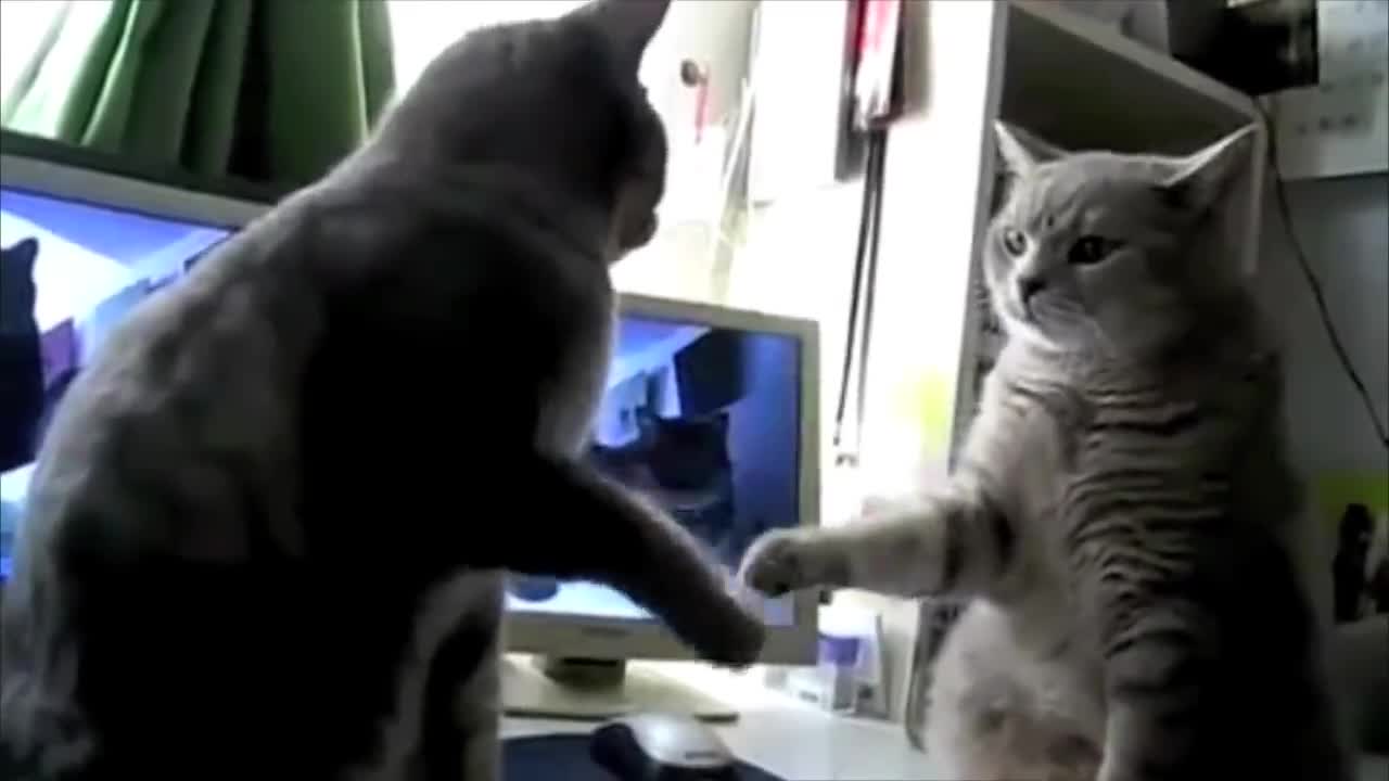 Cats playing patty-cake