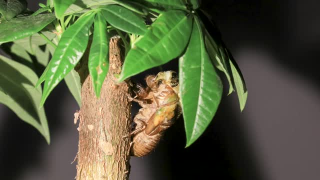 Macro - time - lapse shooting cicadas ecdysis process