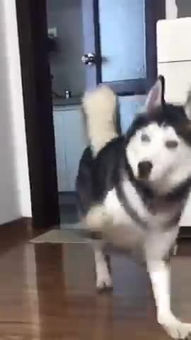 Happy Husky