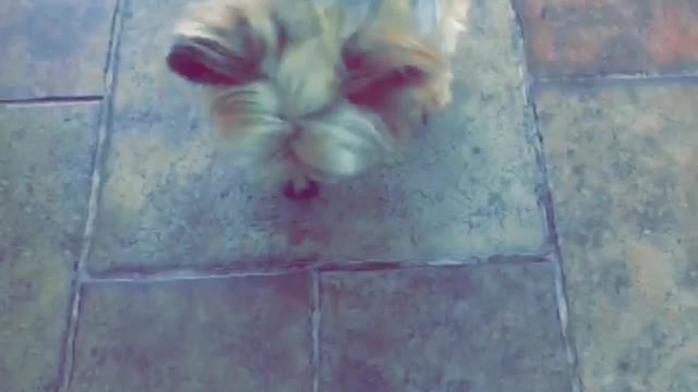 White dog eating string of spaghetti in slow motion