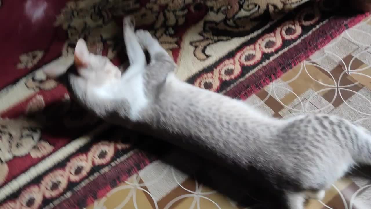 Cat playing and crawling