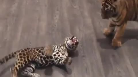 Baby Jaguar interacts Baby Tiger