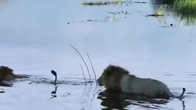 Mother Lion Sacrifices Himself To Save Lion Cub Across River