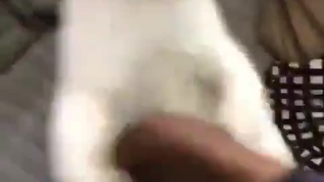 CAT FIGHTING WITH OWNER