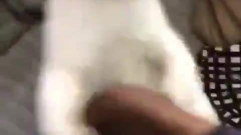 CAT FIGHTING WITH OWNER