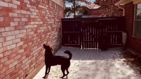 Dog on the Backyard