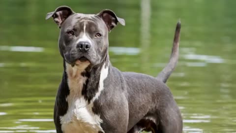 10 Most Danger and power full Pitbull in the world