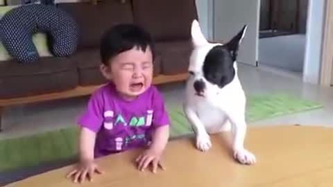 dog copy baby cry