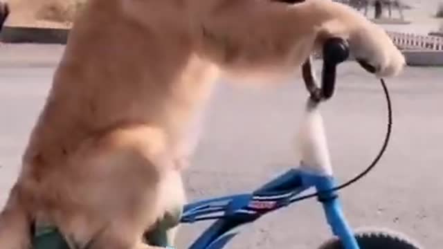 Cute dog riding a bicycle - Best Animal Reaction and Moments