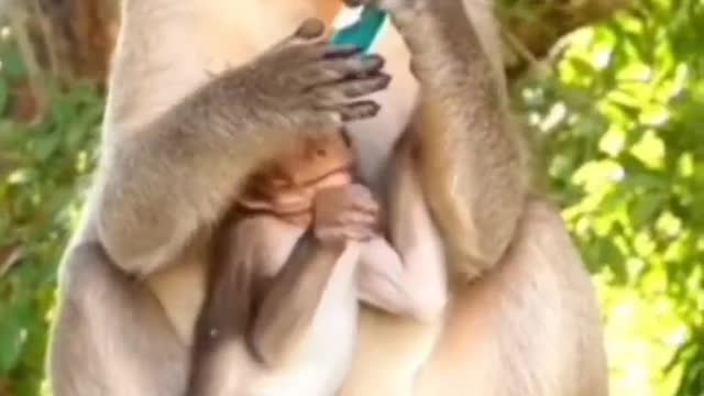 A new toy for monkeys. See if it blows up in the end
