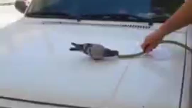 Thirsty pigeon