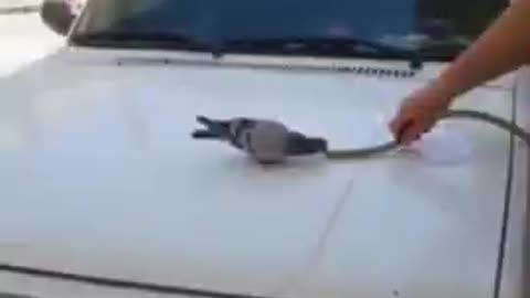 Thirsty pigeon