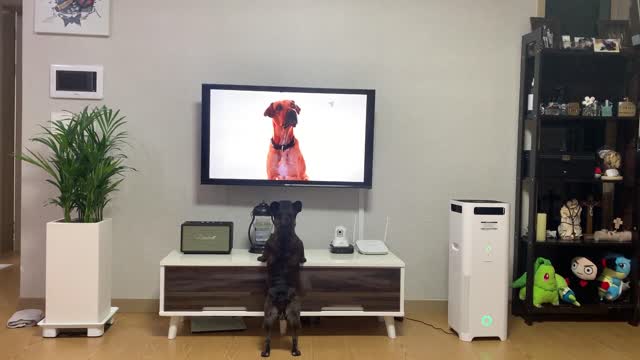 Dog that responds to dog TV (French Bulldog)