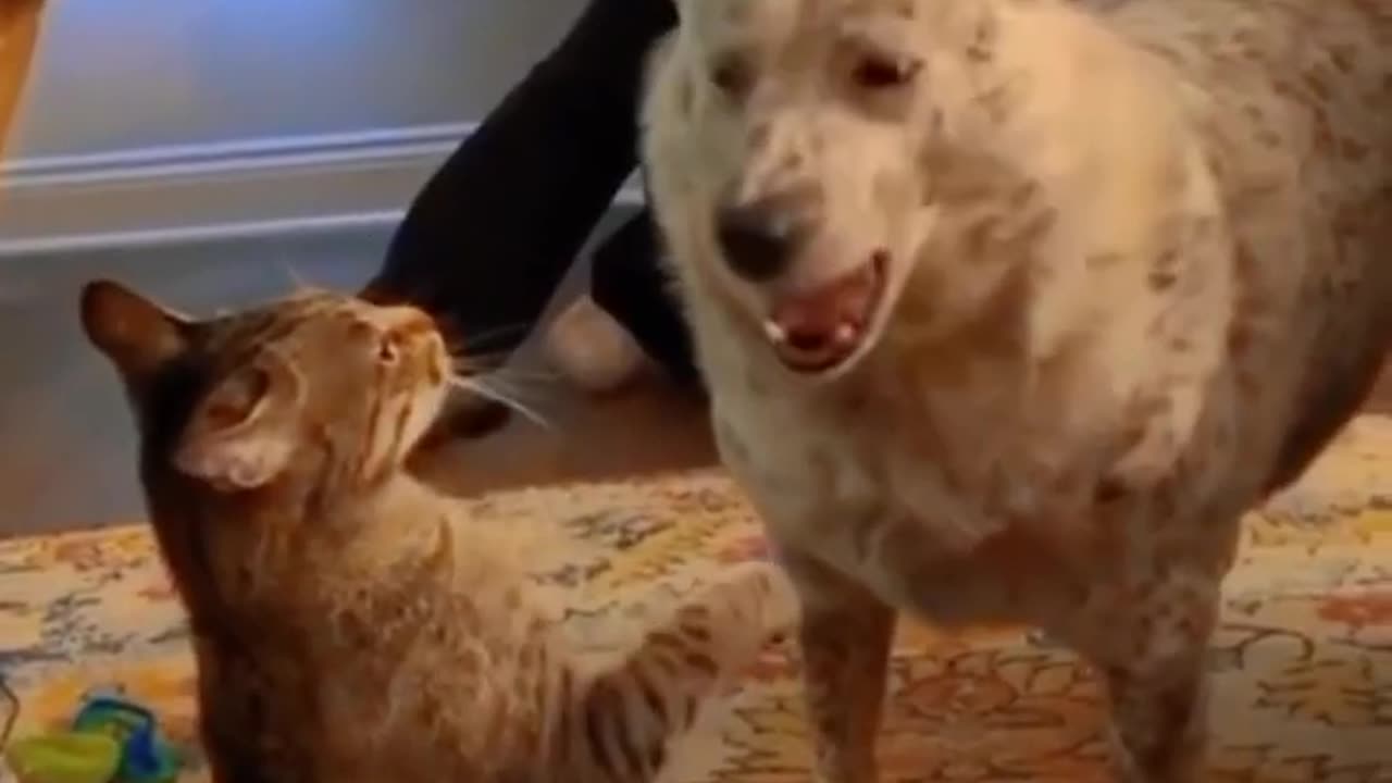 Funny cats and animals videos