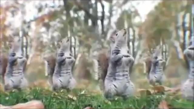 SQUIRRELS dancing GANGNAM STYLE