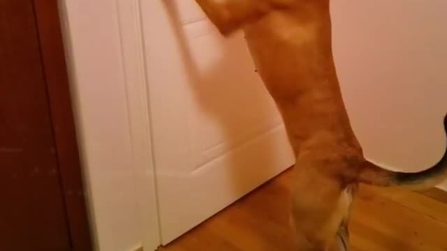 Door Open by Dog