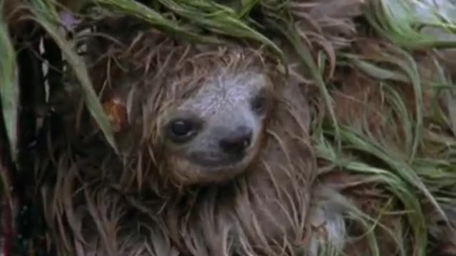 Mouldy Sloth | Amazon Assassin | BBC Earth