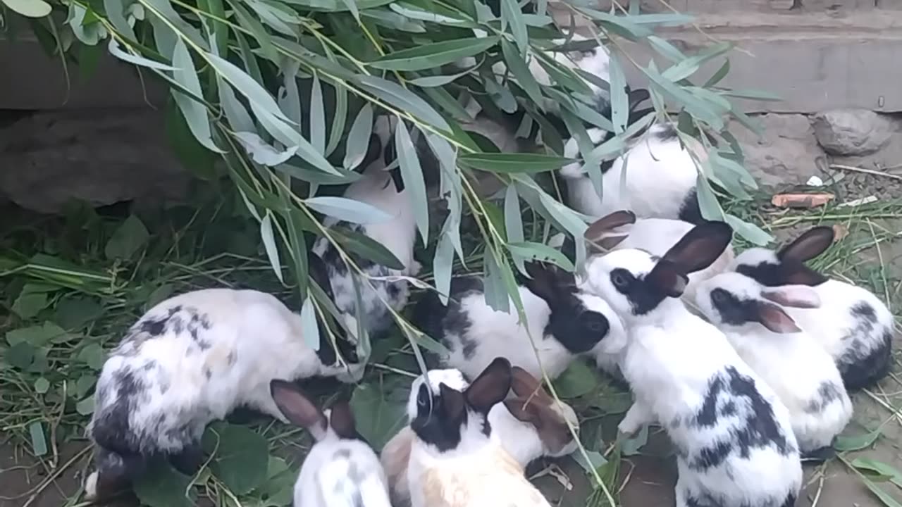 Rabbits