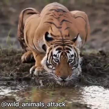 Animal attack in following tiger