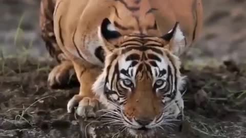 Animal attack in following tiger