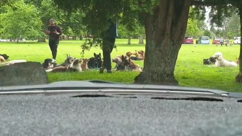 Dog Conference. One Tree Hill Park, Auckland NZ.