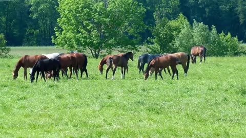 Relaxing beautiful horses, calm music