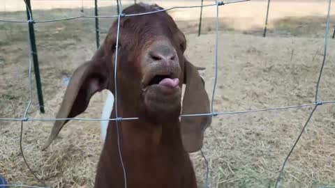 Goat Amazes can speak