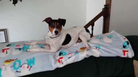 Rat Terrier vs Chihuahua